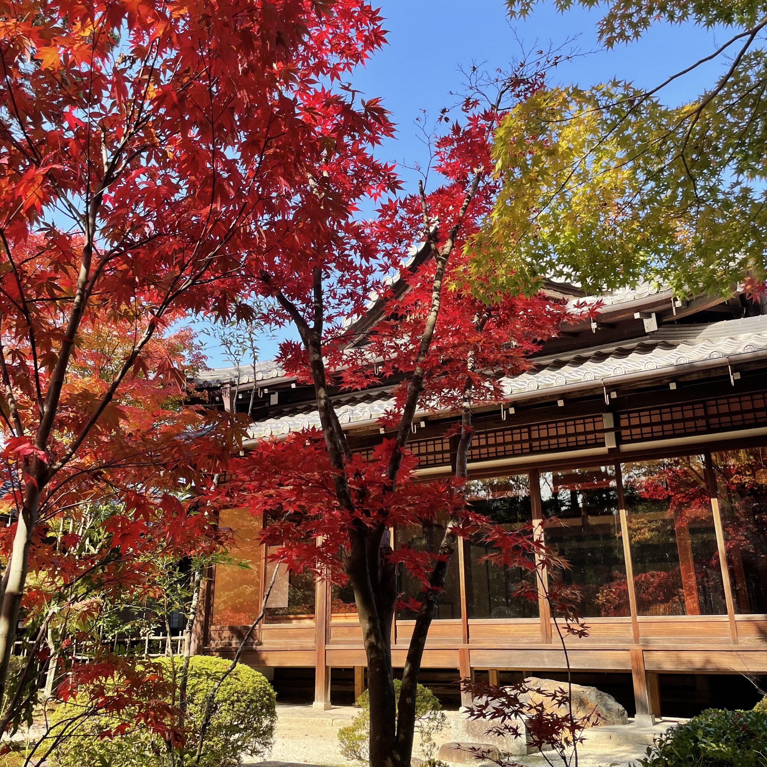 秋の京都観光】11月秋のお出かけ〜銀杏・紅葉名所おすすめ｜迷ったら