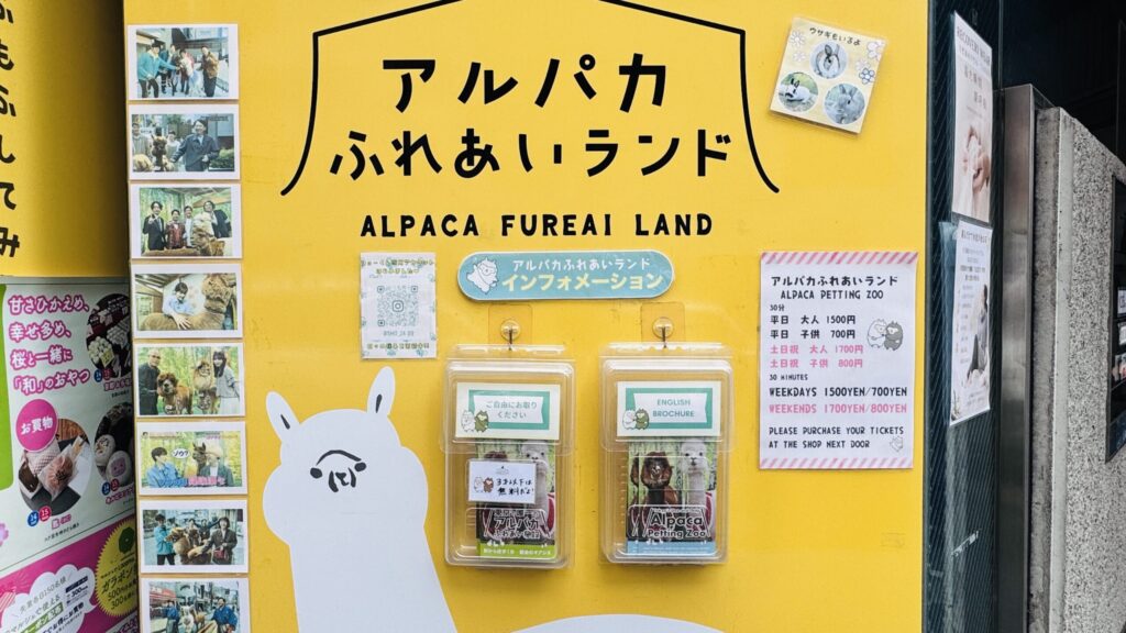 神楽坂 アルパカ散歩体験 アルパカふれあいランド