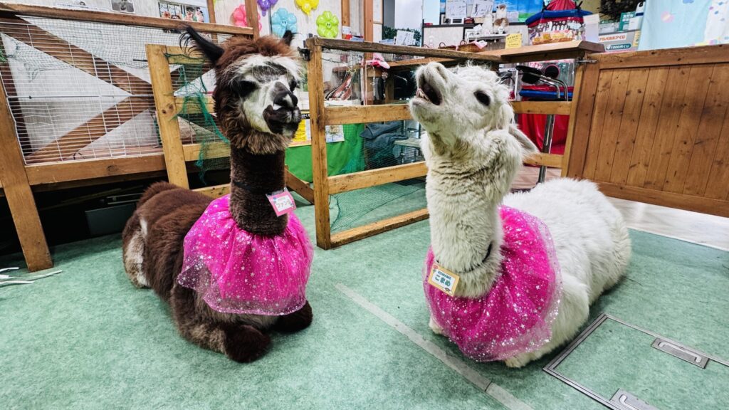 アルパカふれあいランド 神楽坂 アルパカ