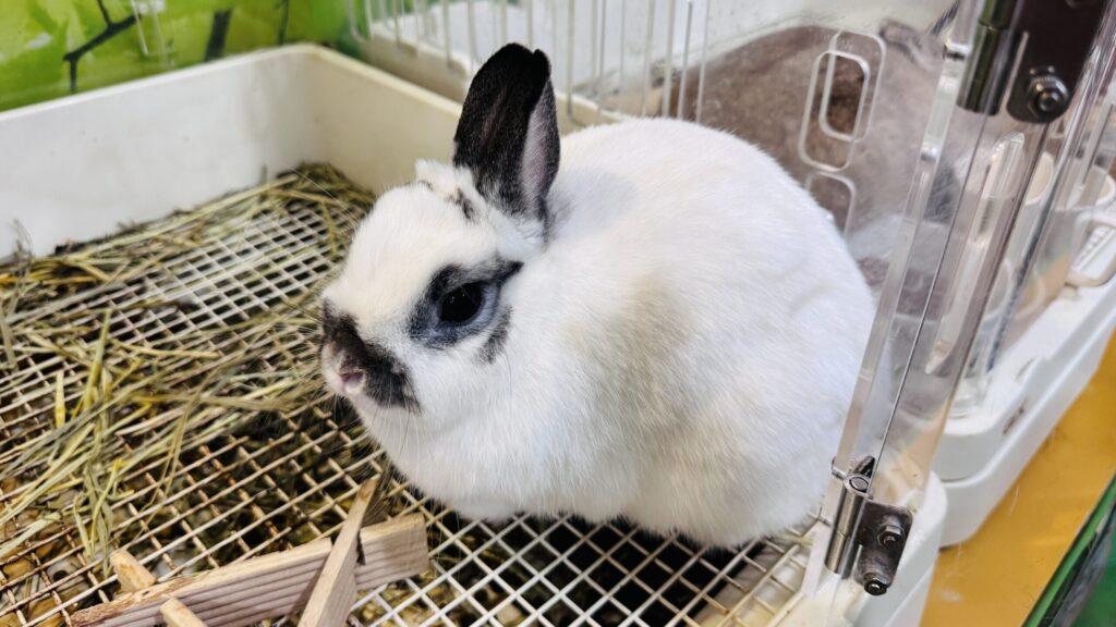 アルパカふれあいランド 餌やり体験 神楽坂”