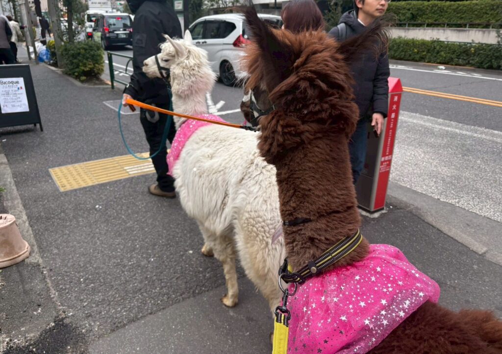 アルパカ 神楽坂 散歩 写真スポット