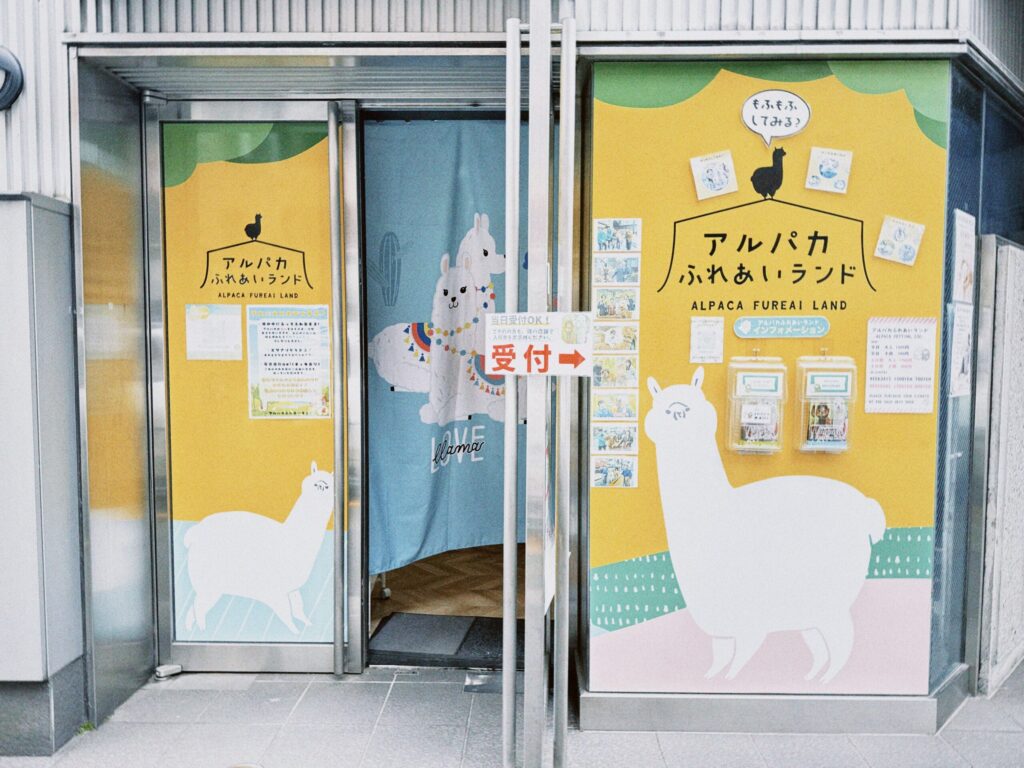 アルパカふれあいランド 神楽坂 アルパカ