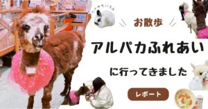 アルパカ　体験　神楽坂　東京